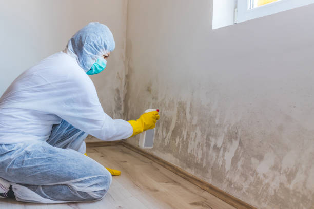 Professional mold removal team in Beallsville