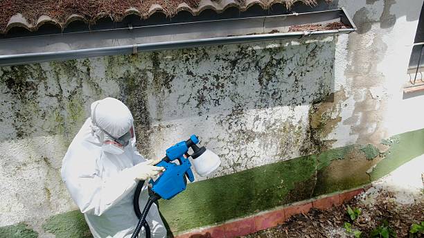 Mold Removal service in Beallsville